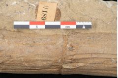 Foto (Detailansicht) von Calamites sp. (NHMW-GEO-2024-0188-11189)